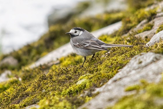Pied Wagtail, Upper Persley