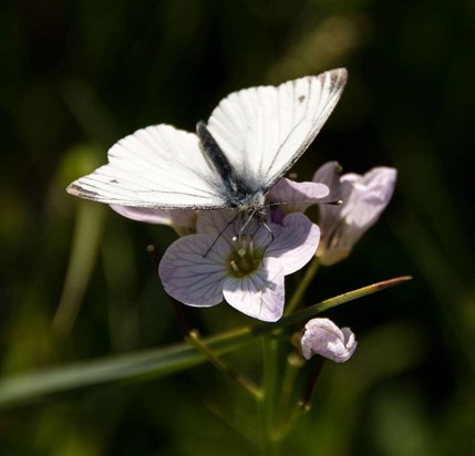 Small White on a Cuckooflower, Loch of Loirston 2016