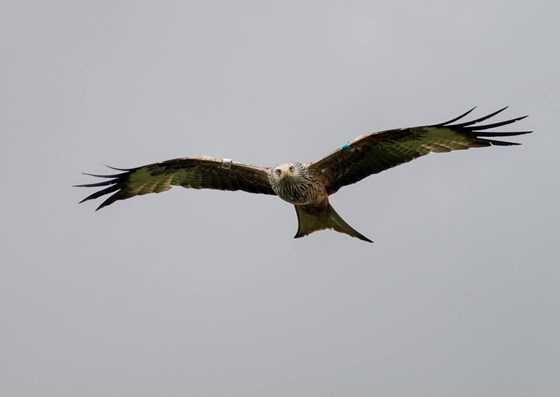 RSPB, Tollies Red Kite Natural Reserve