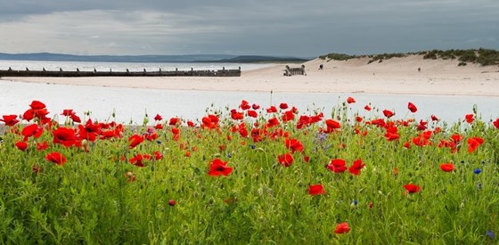 Lossie Poppies July 2017