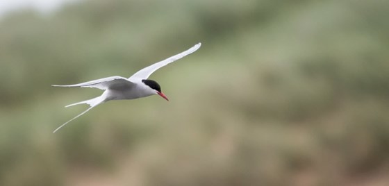 Terns at Ythan estuary