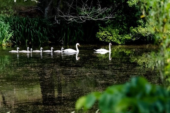 Swans at Kelly Lake near Haddo House, Methlick