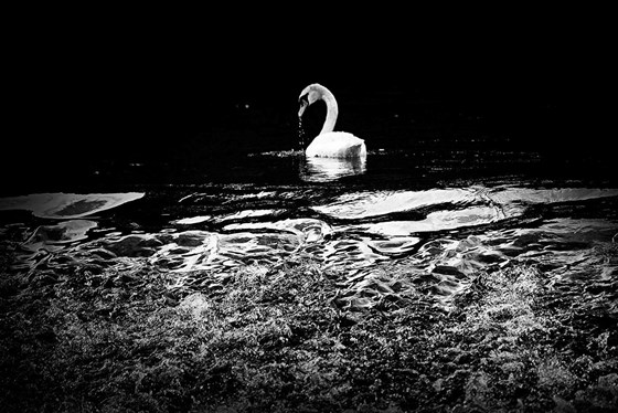Swan Serenity August 2014