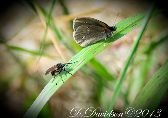 Ringlet and Friend