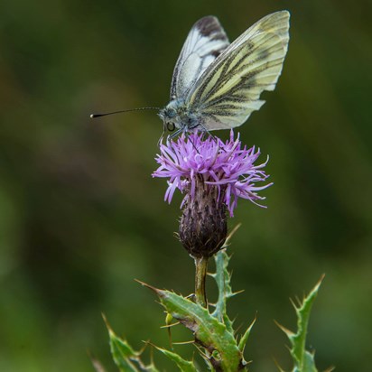 Pieris Napi, the Green Veined White butterfly, August 2014