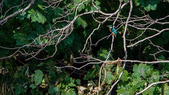 Kingfisher on the Don