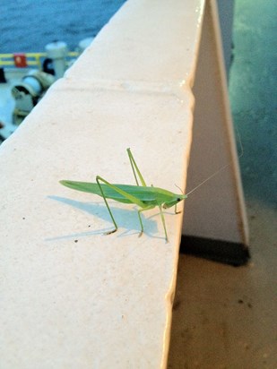 Aaaah..... Grasshopper....