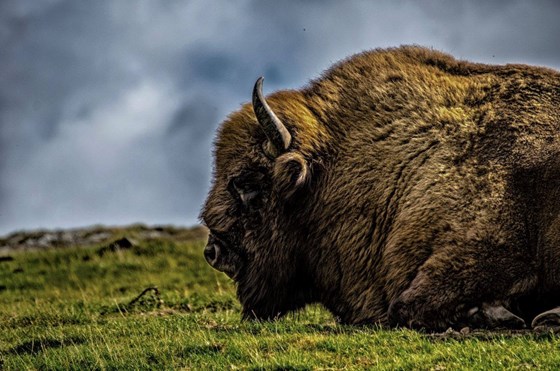 Bison, Highland Wildlife Park, Kincraig