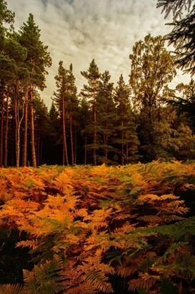 Autumn, Glen Muick