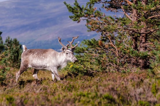 One of the resident Reindeer on Cairngorm