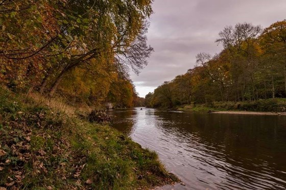 Autumn colours, Persley, River Don