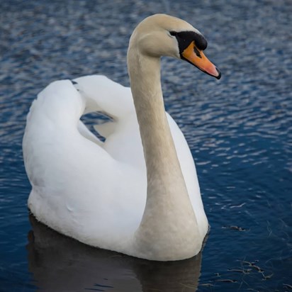 Mute Swan at Seaton Loch