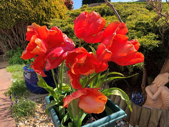 Peter’s prized tulips 