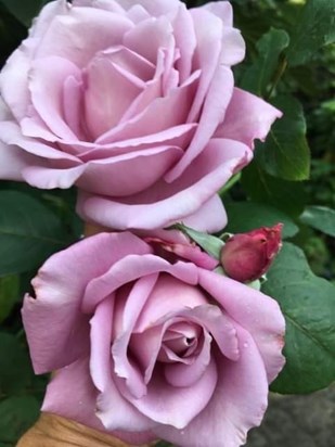 Beautiful Blue Moon Rose - Dad's favourite (Thanks to Emma for taking photo of the stunning blooms in her garden)