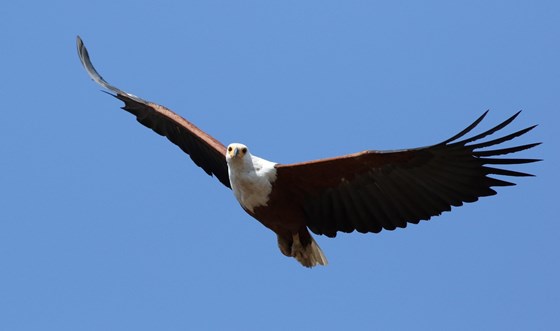 African fish eagle at Lake Mac