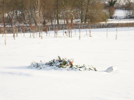 Snow covered flowers at Ketton 9th January 2010