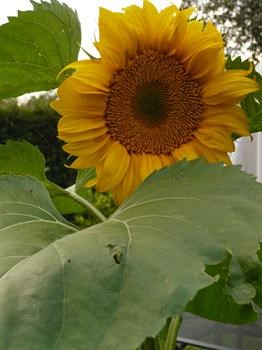 My First "David" Sunflower