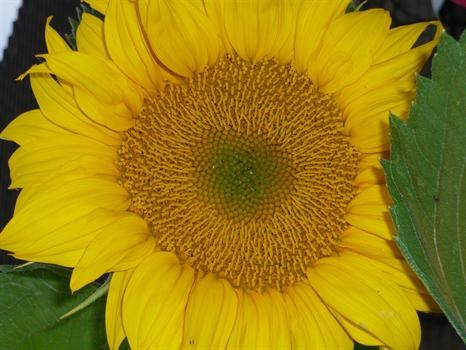 Close up of "First Sunflower!"