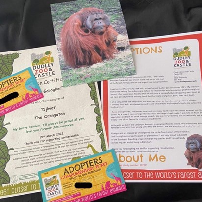 The orangutan we’ve adopted in your memory at Dudley Zoo