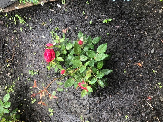 Rose bush x