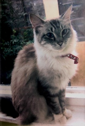 Sheila's cat Lily died on the 16th July