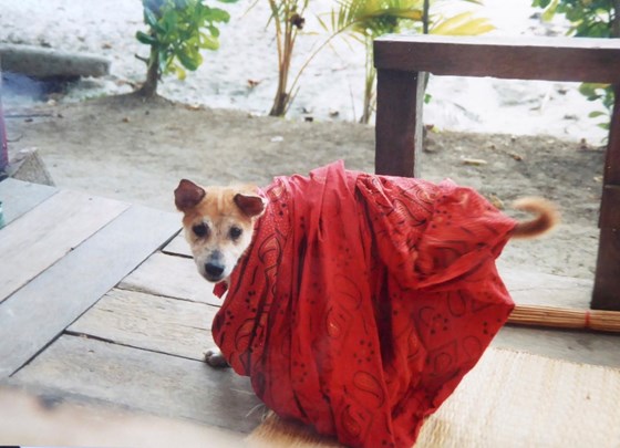 scrappy dog in Caroles blanket