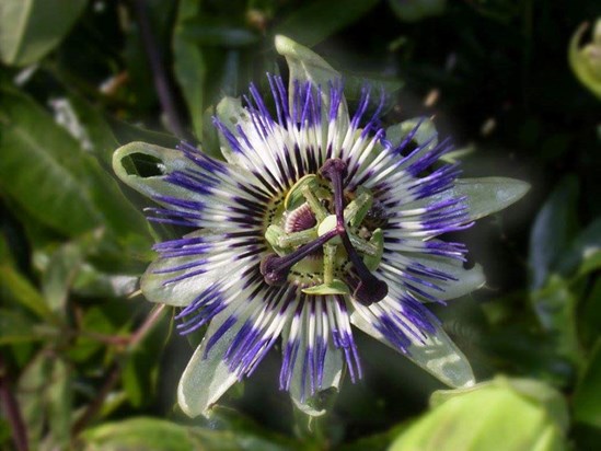 Passion flower, Beth's photography