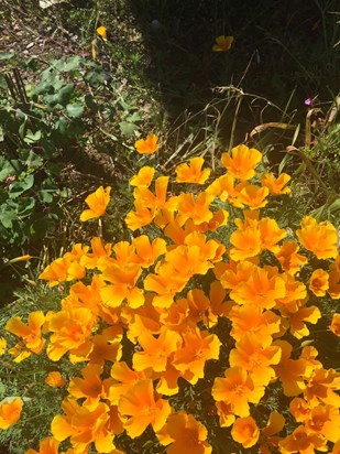 Mum loved these orange poppies that came up all over her front garden every year