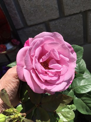 A Beautiful Rose from My Garden 2021