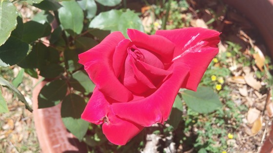 A Beautiful Rose from the Florida Memorial Rose Garden