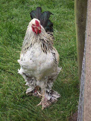 Dad loved this picture he took - 'Cock at Wimpole Hall'