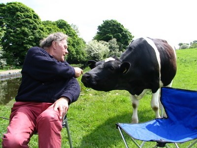 cow feeding!