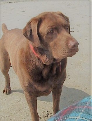 Galaxy - Joan's - Chocolate Labrador - whose first home was a Pub alongside a Cairn Terrier
