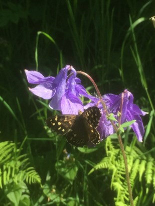 This was my special moment today as I thought of you Mum, and this butterfly appeared on the Queen’s Jubilee Day. 