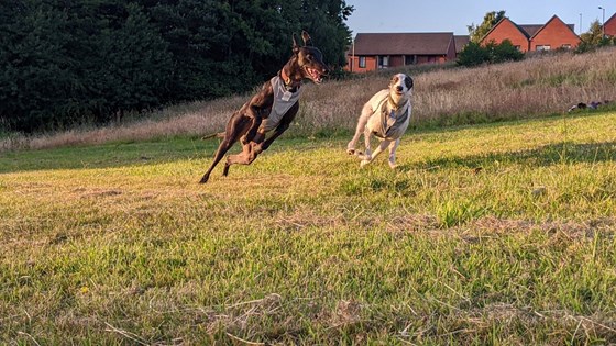 Happy running hounds