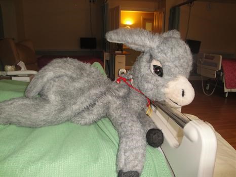 Harvey nana's favourite donkey!
