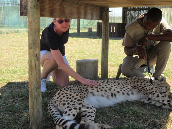 The Cheetah is wild but is at a sanctuary in South Africa 2018