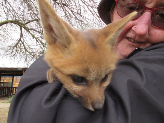 Baby Red Fox South Africa 2018