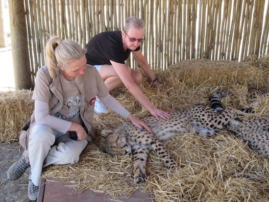 South Africa with baby cheetahs