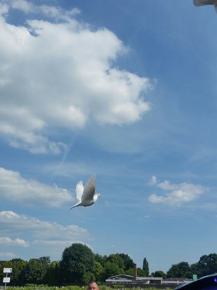 The release of 2 white doves at Mark's funeral 14/6/2017 was so beautiful.