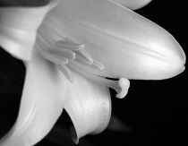 lilyblack&white