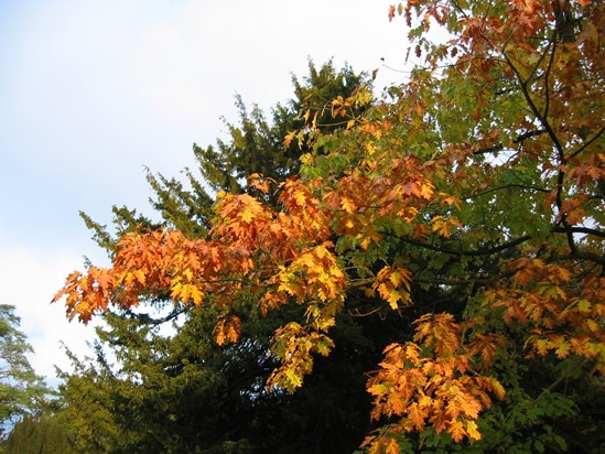 Autumn Colours
