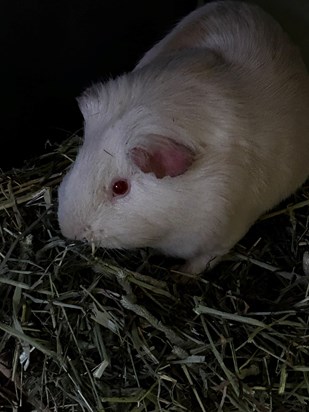 Cinnamon the Guinea Pig