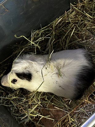 Your lifelong companion Oreo xxx