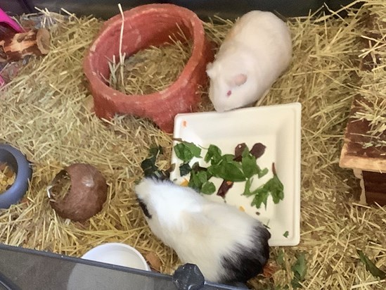 Cinnamon & Oreo enjoying salad time xxx