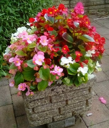 flowers for front of OOS Joan Mary Laverick.jpg