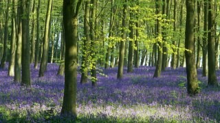 Dad loved being in nature and this picture of bluebells in May was on his iPad and would have given him joy!