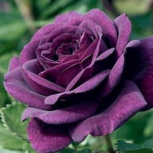 a rose for vicks in her fav colour