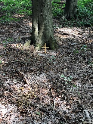Final resting place at Dockey Wood, Ashridge, where the bluebells bloom in glory in April. 