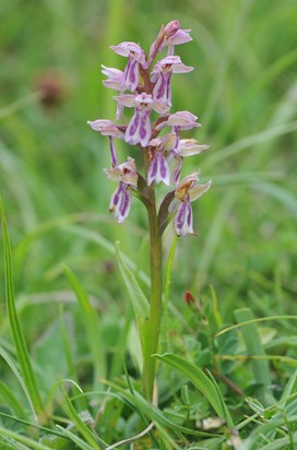 The Common Spotted/Frog Orchid Hybrid.